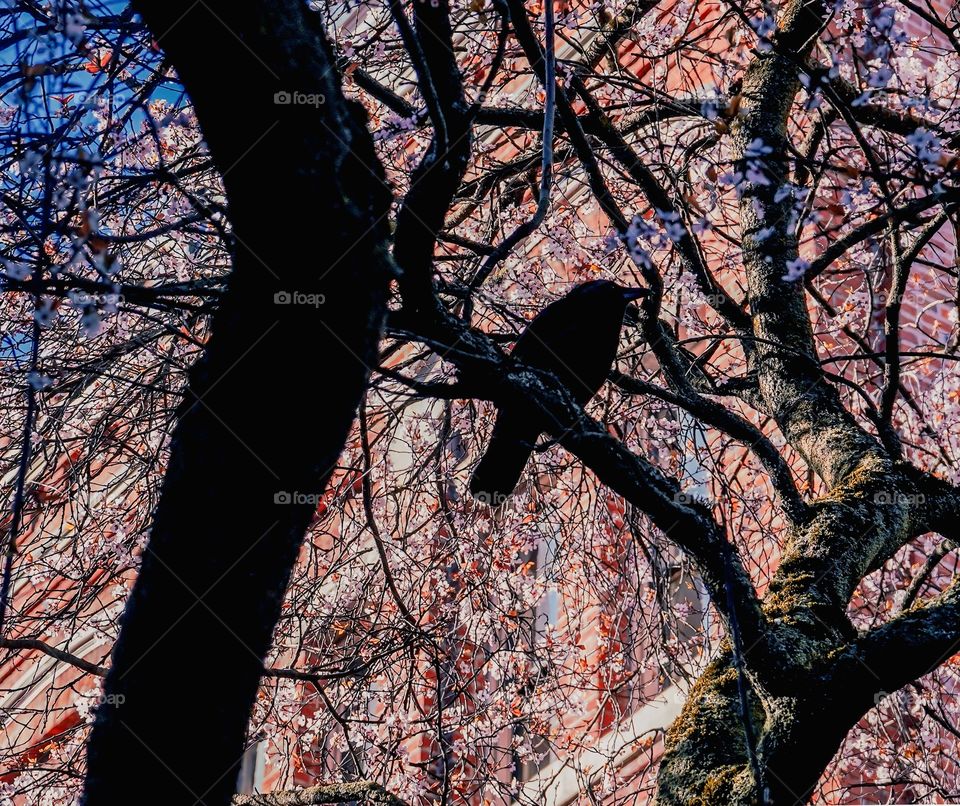 Raven sitting in a tree with colorful building in the background - silhouette, shady contrast of many branches 