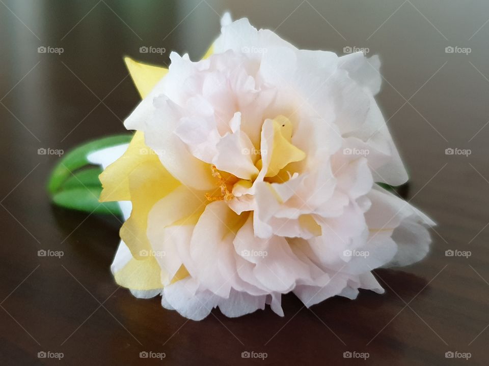 the portulaca grandiflora