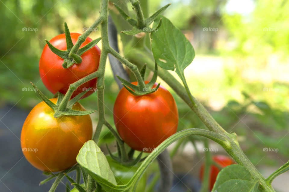 Organic tomato three