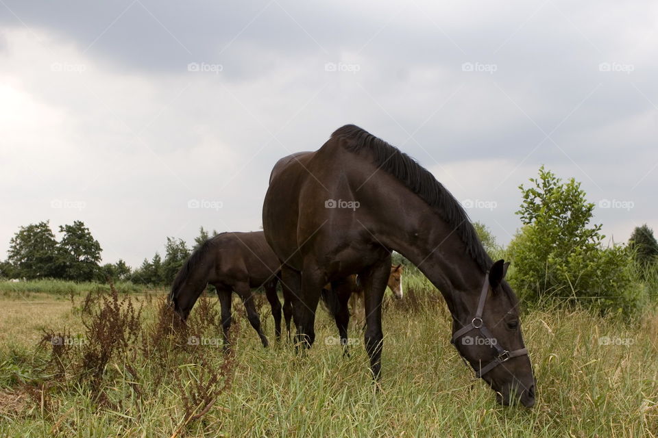 Mammal, No Person, Grass, Animal, Wildlife