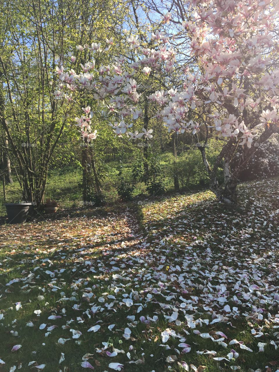 End of blooming magnolia before green leaves season