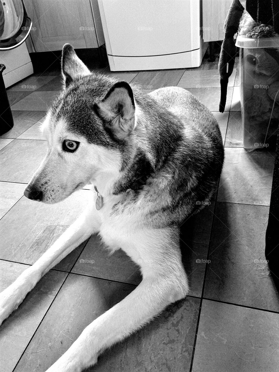 My Siberian husky laying on my kitchen floor in black and white