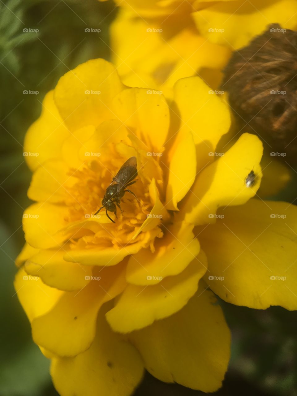 Stingless bee looking for some food