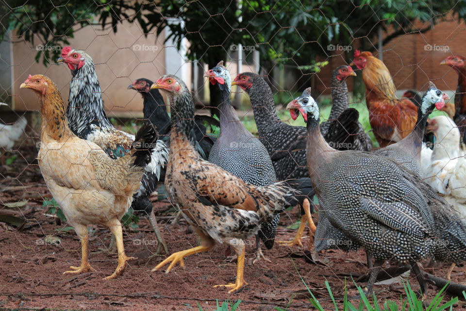 galinhas
