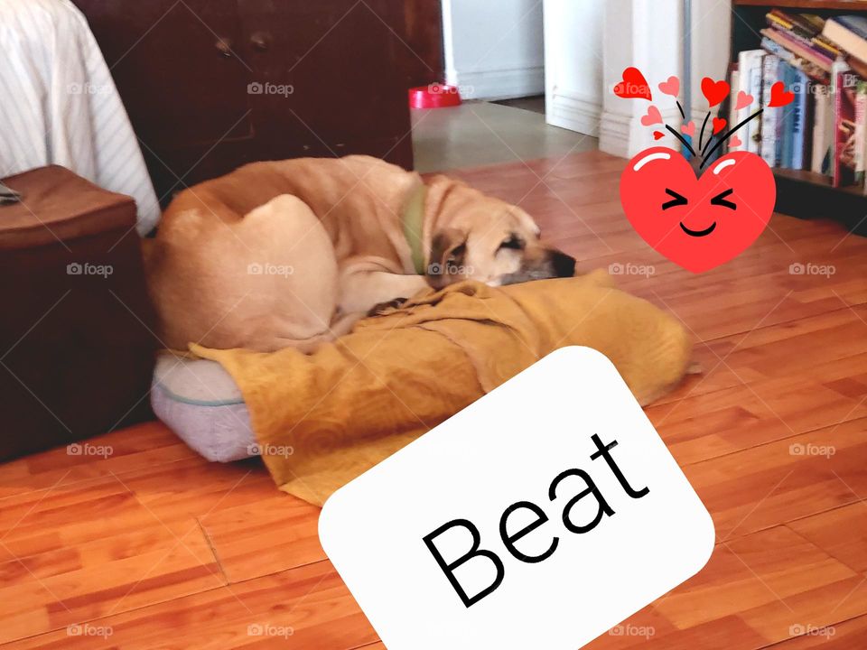 Bear conserving energy,  taking his afternoon nap he's making the best of his day.