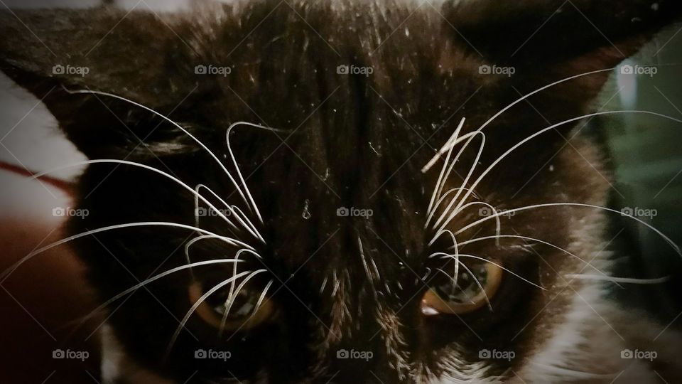 Whiskers