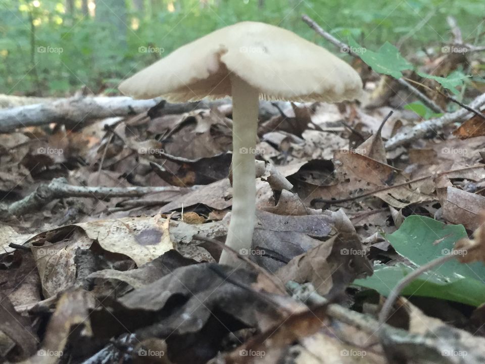 Tall mushroom