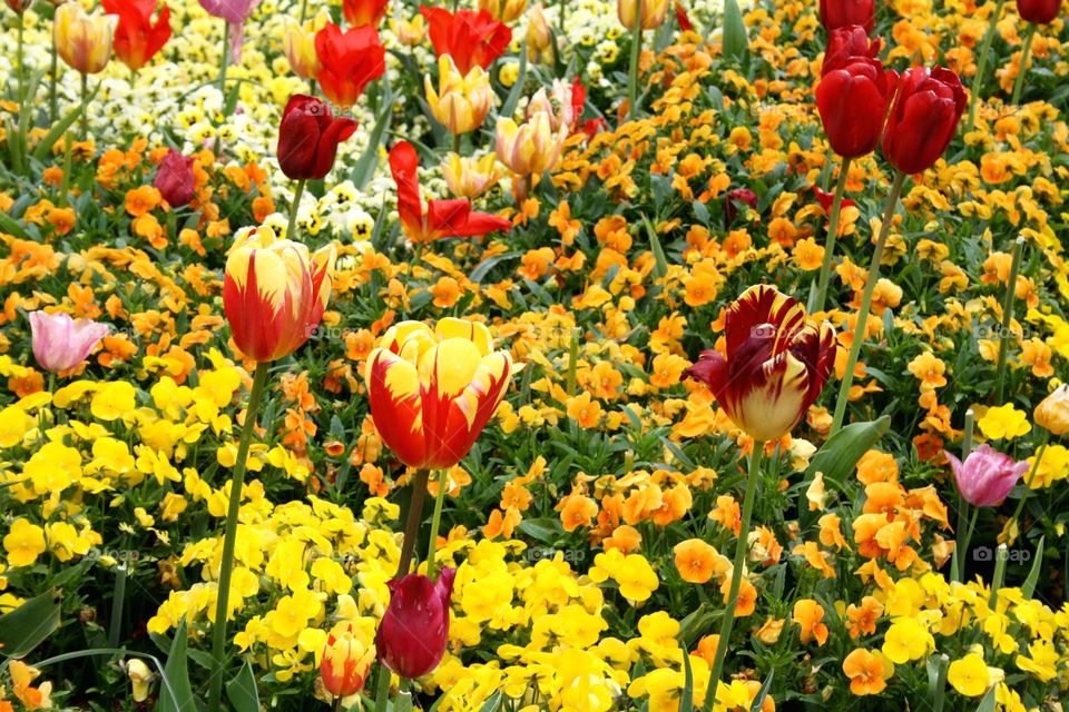 beautiful floral splendor