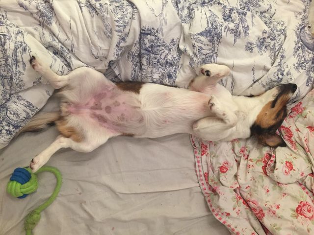 Dog, Bed, Mammal, Pet, Bedroom