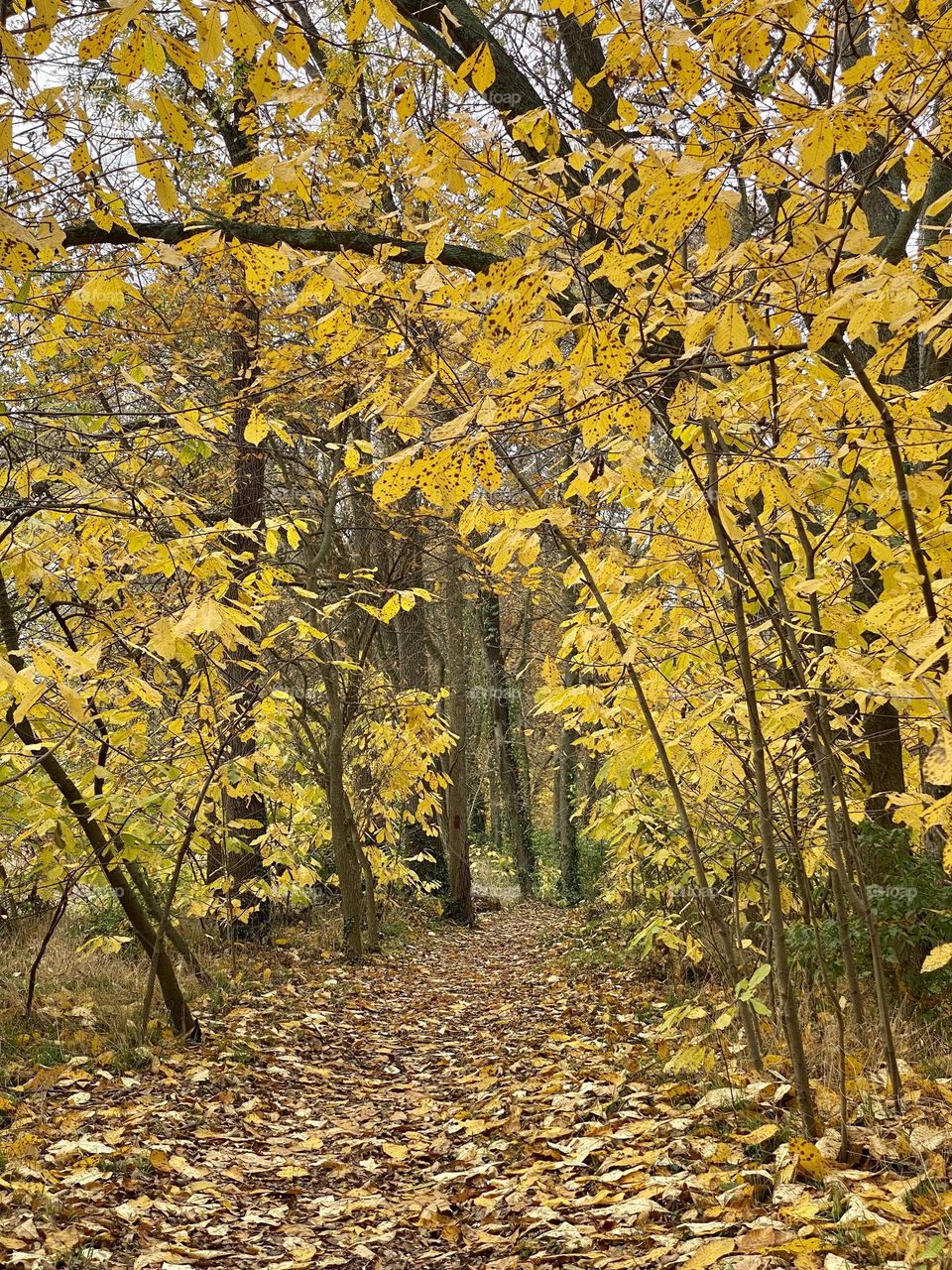 A woodland path covered in leaves and surrounded by brightly colored trees