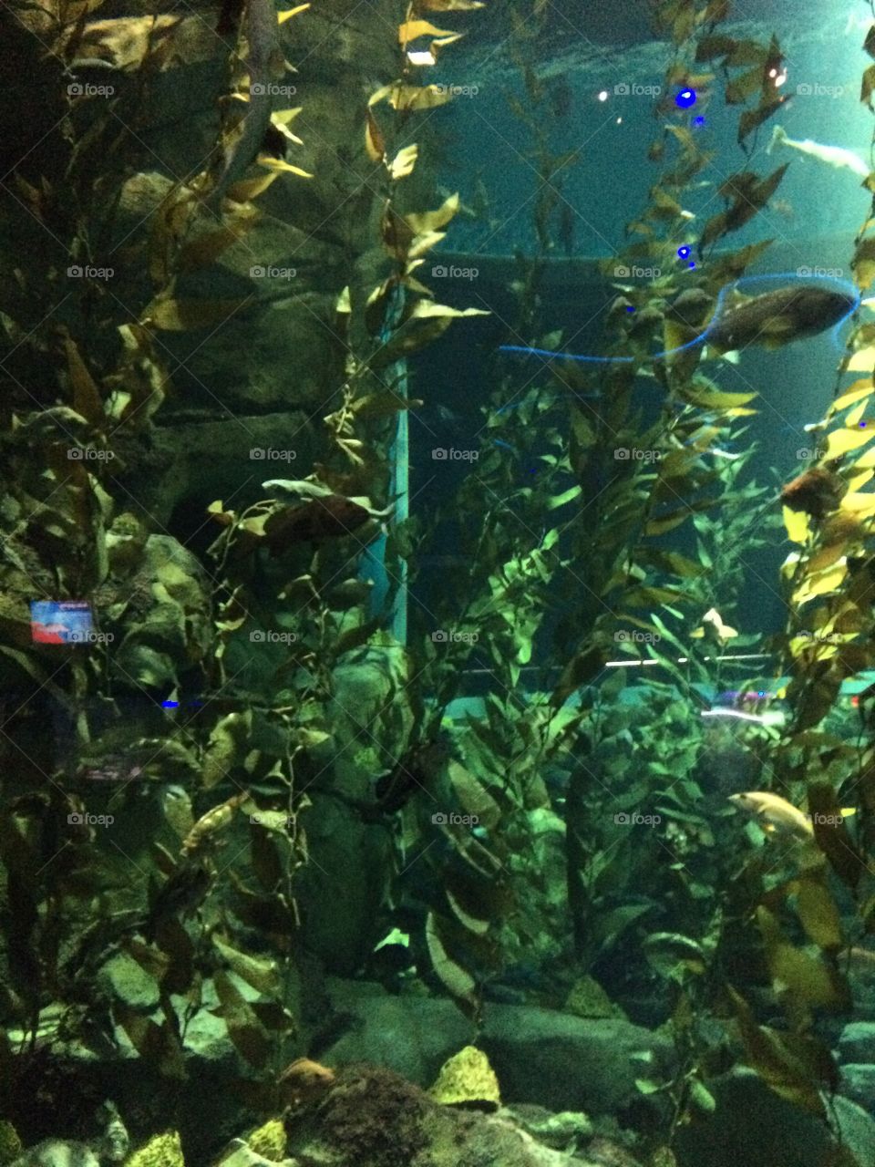 Underwater plants 