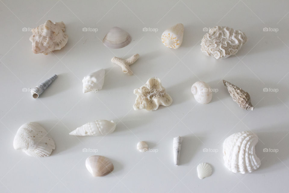 Seashells white background 