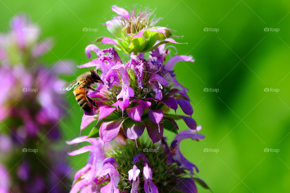 Horsemint Honeybee