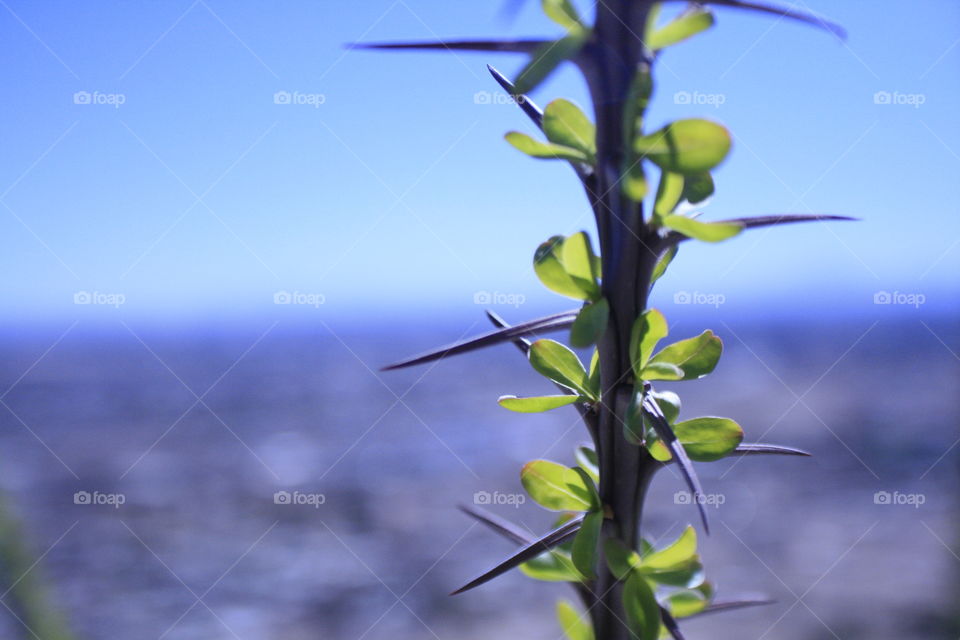 Macro shot of plant with Tucson behind it