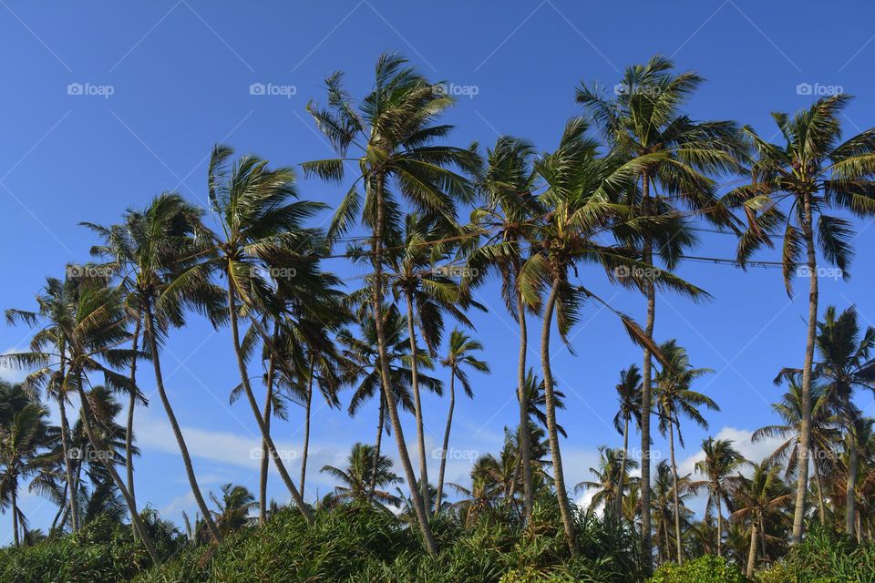 landscape sea view with  coconut tree