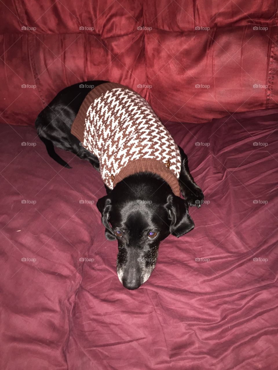 Fritzi cozy in her sweater