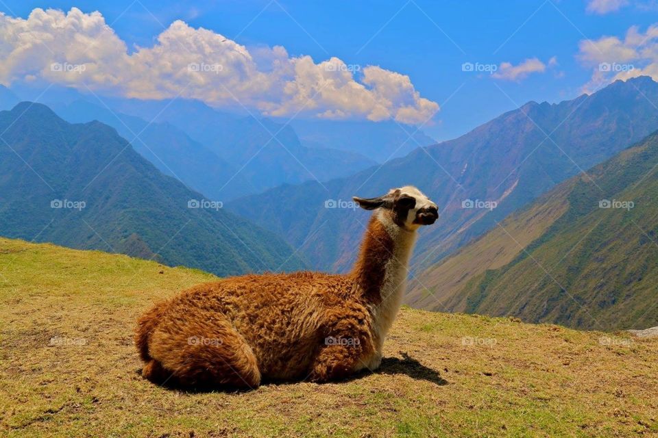Llama on the inca trail