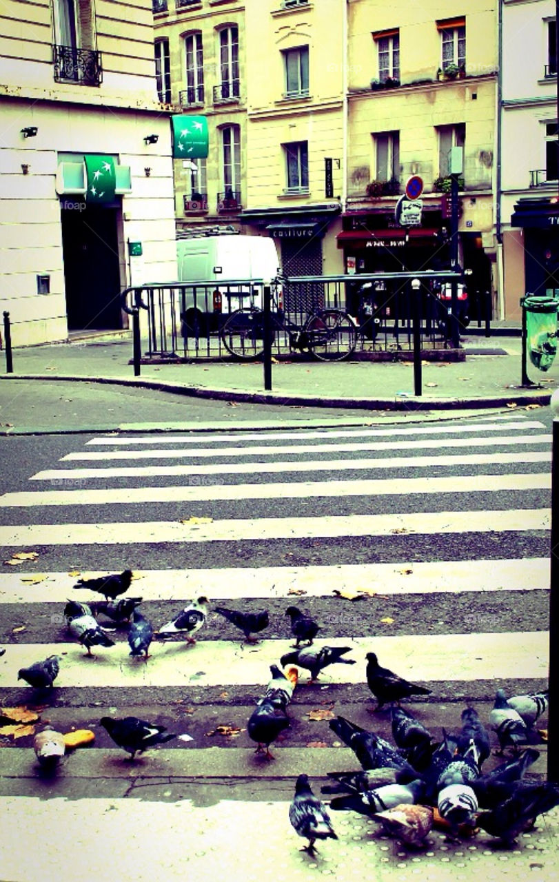 street city birds fall by merethe