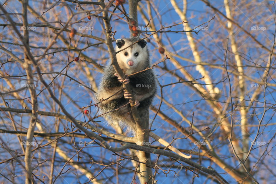Opossum in tree
