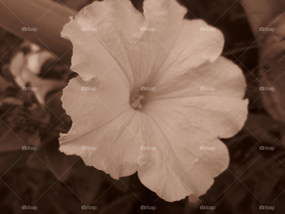 nature flower white sepia by ashley77