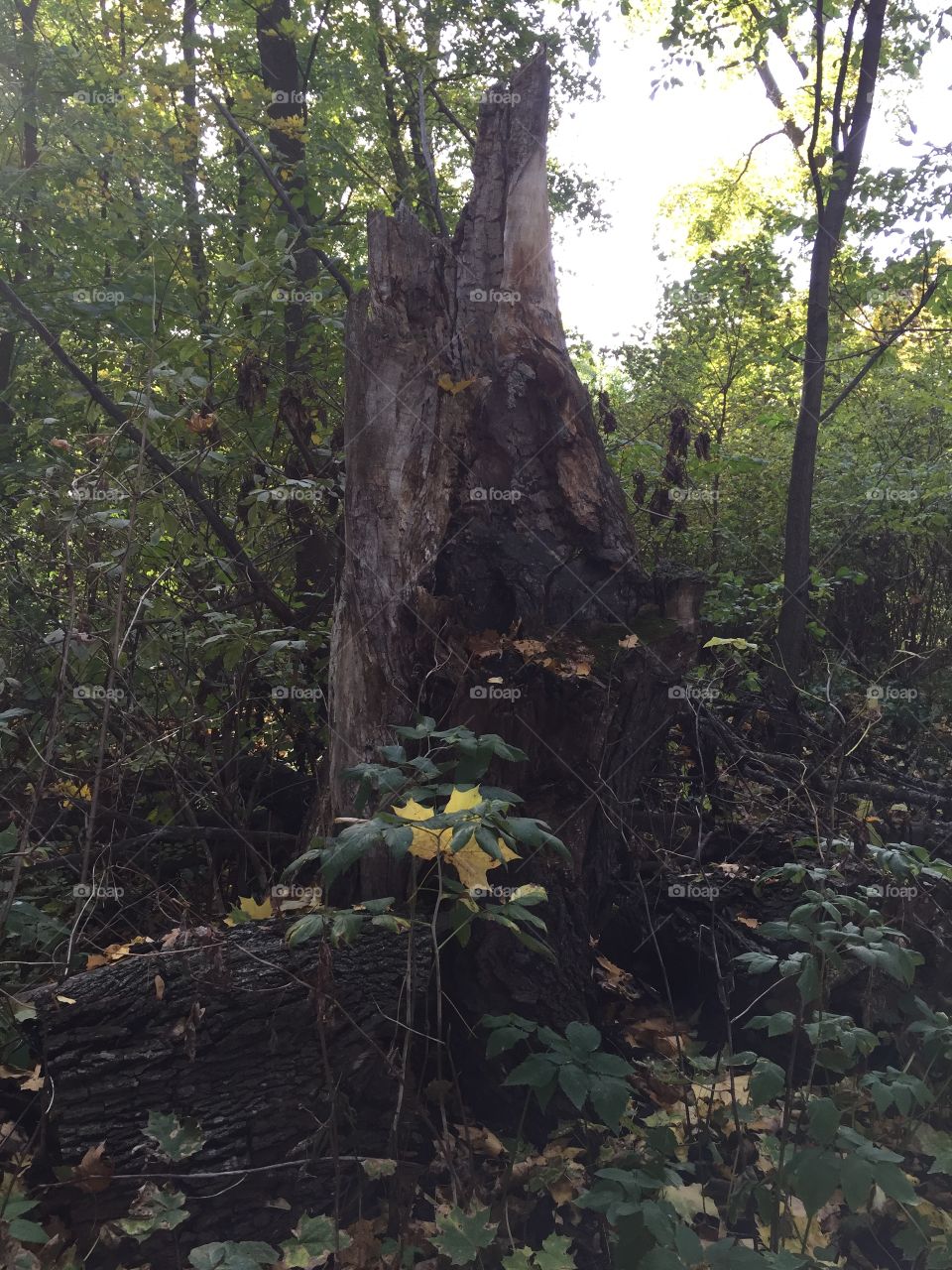 once upon a time it was a gigantic tree ...