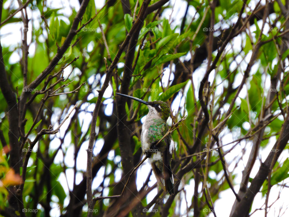 Humming bird perching on tree branch