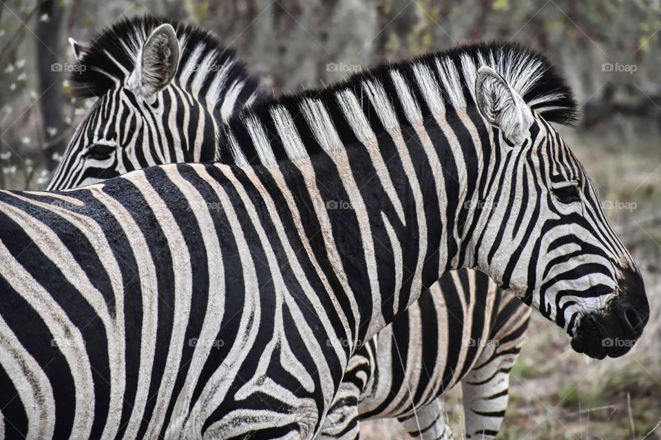 African Zebra 