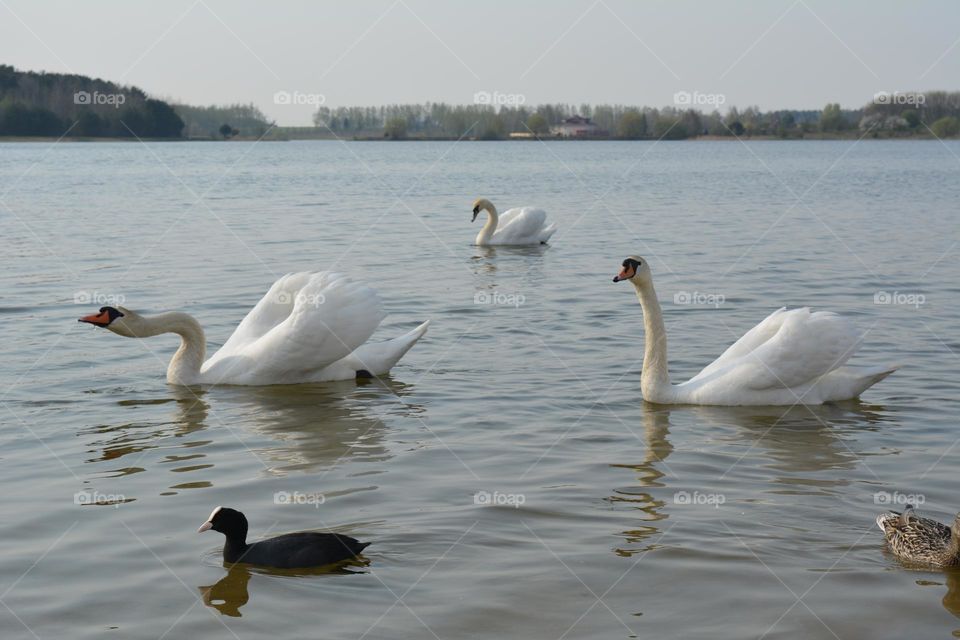 urban birds swans on a city lake