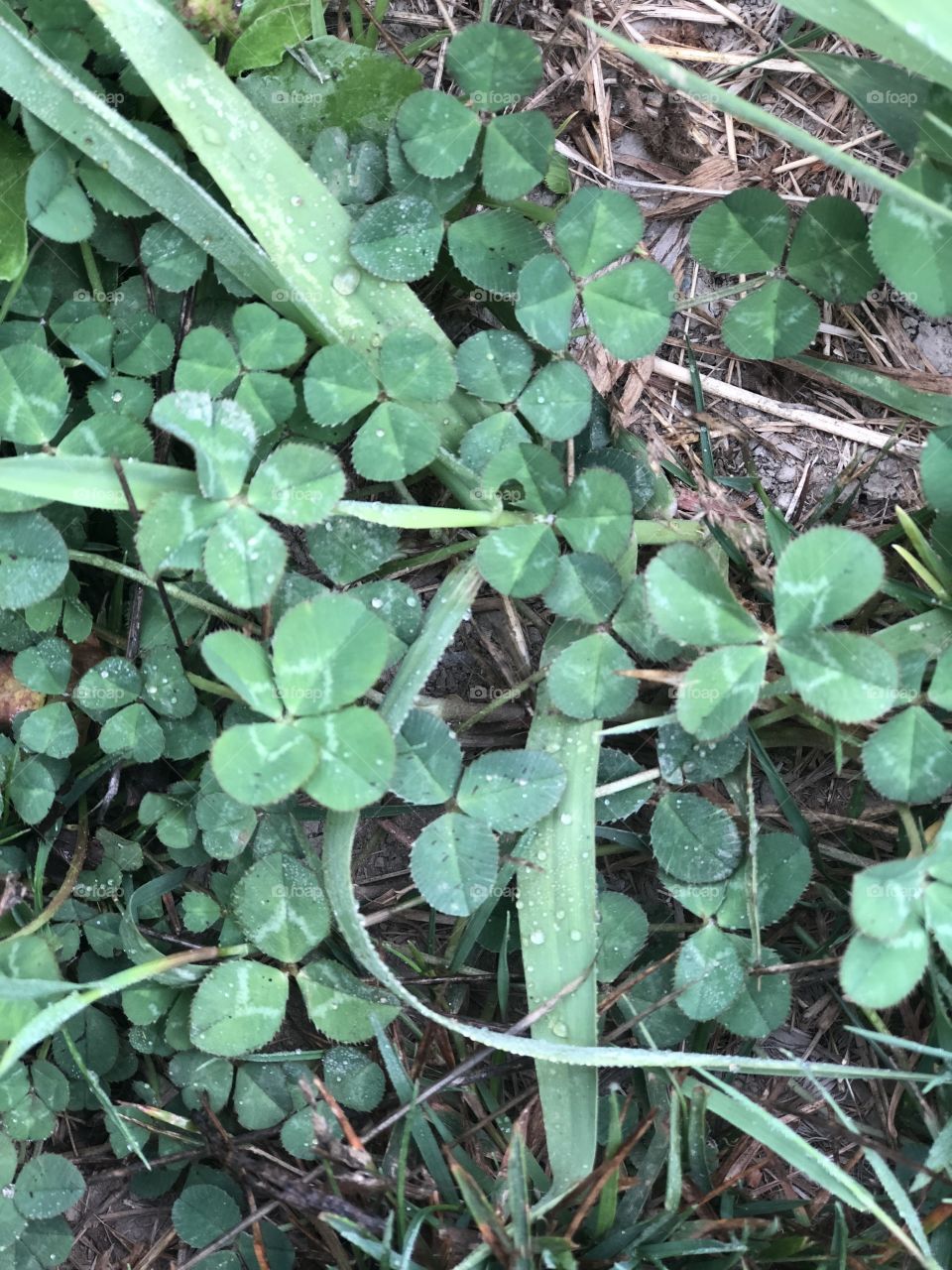 Four leaf clovers !! How many do you see ? 
