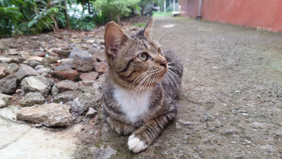 a picture of a daydreaming cat