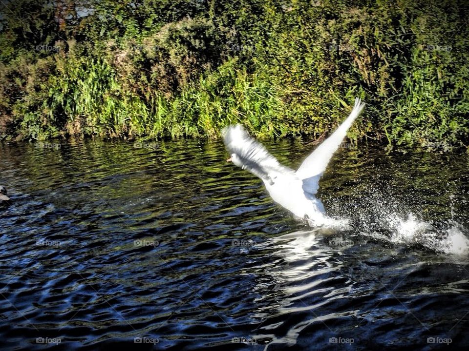 Swan on canal