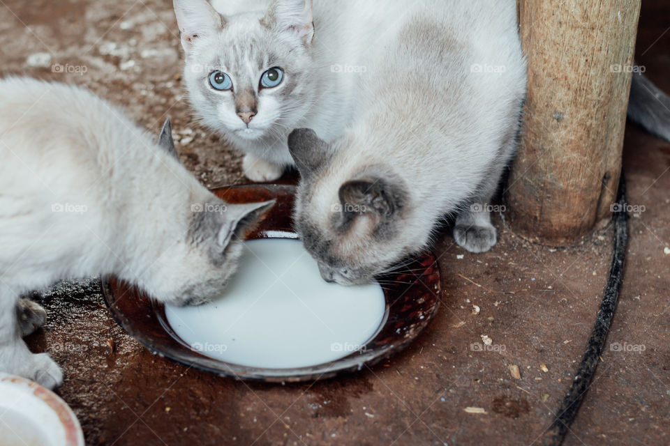 Gatinhos bebendo leite