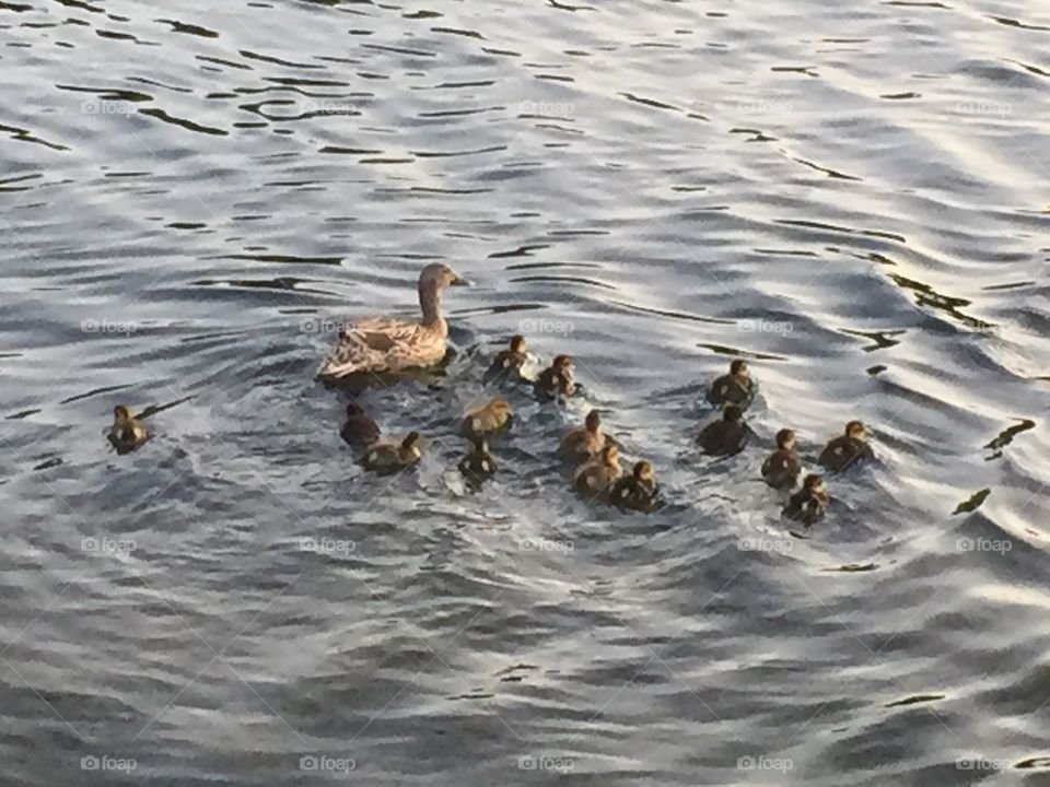 John Smalley . Baby ducklings having a day out with mummy on the river loon lancaster 