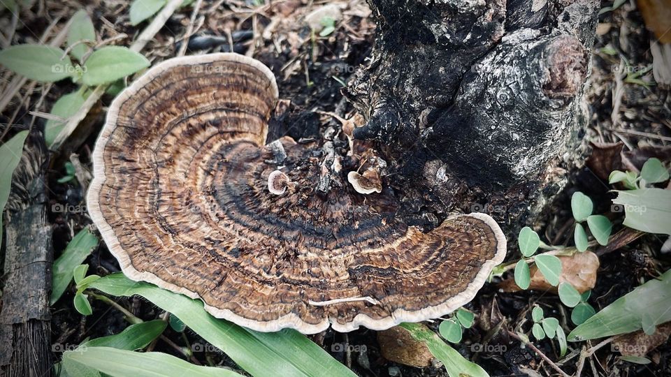 Fungus