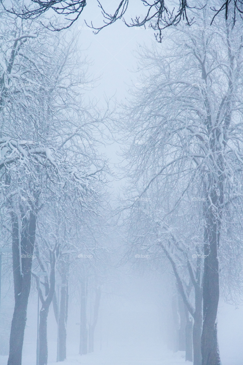 snow winter sweden trees by j.rickard