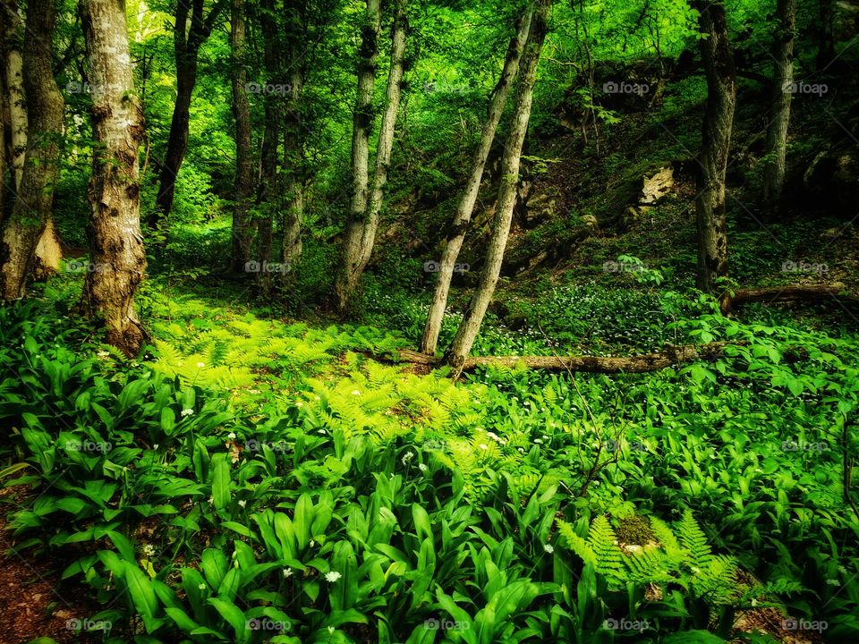 Green plant flower beauty nature greens outdoor