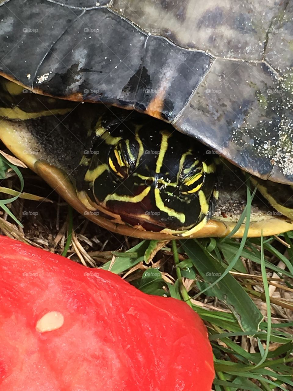Turtle eating watermelon 🍉 in Florida 🐢