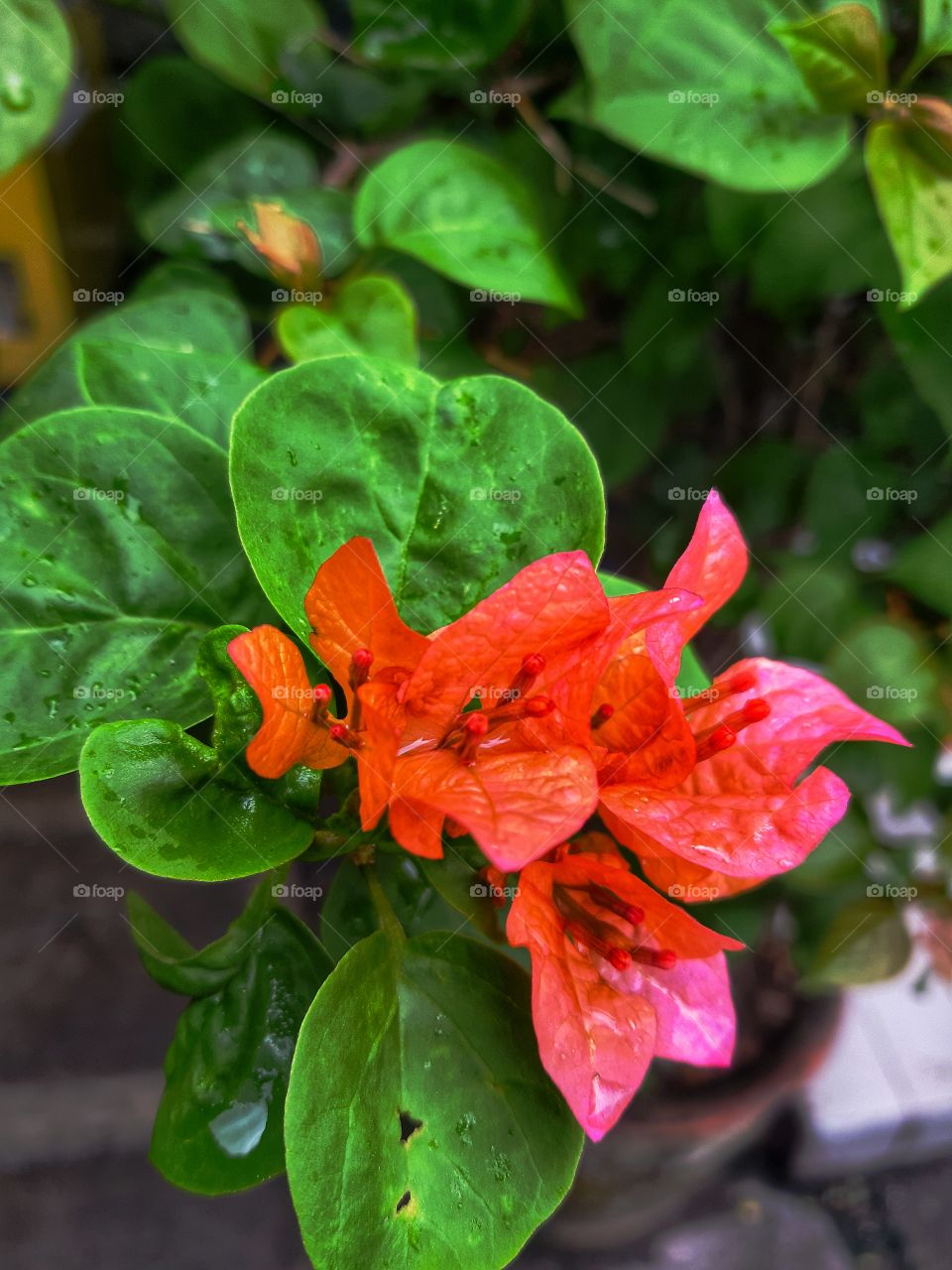 a pink flower scientifically named Bouganvillea in bloom