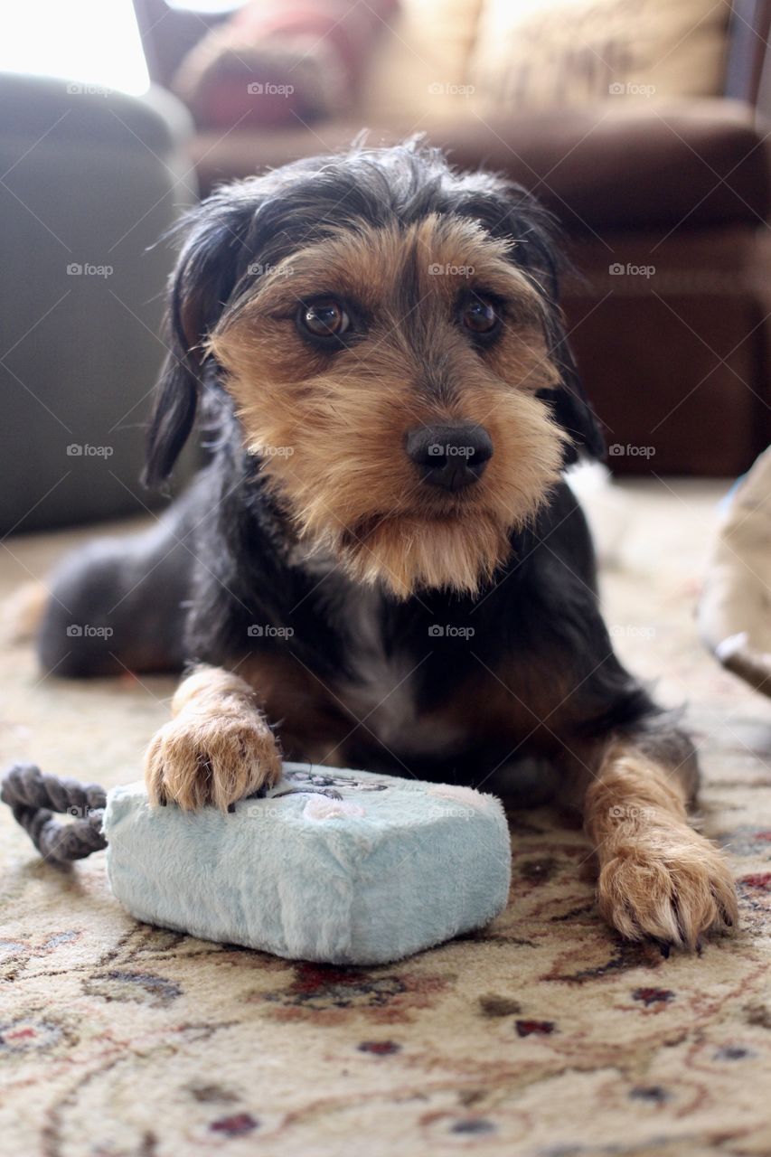 Guarding this toy until you get here