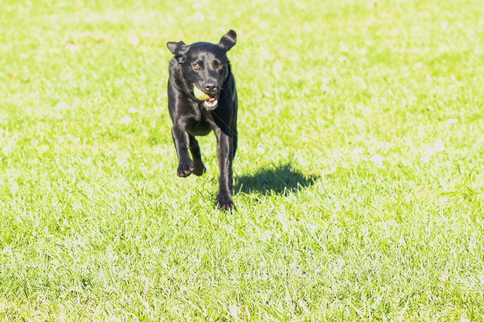 Dog running in field with ball 