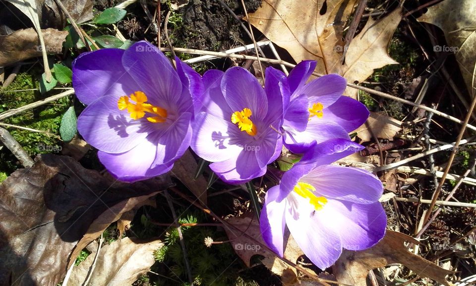 Spring has Sprung! Beautiful Crocus flowers popped out just after a Spring thaw in Wisconsin.