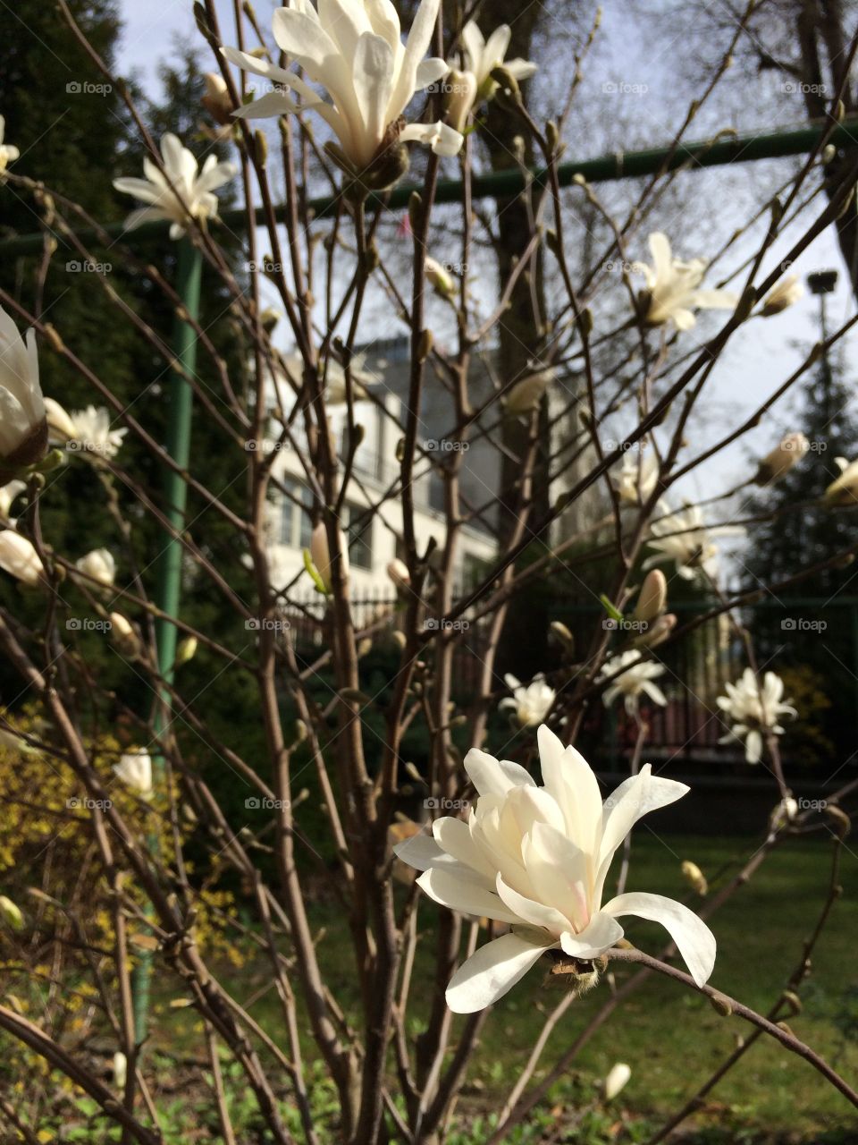 Flower in spring. Flower in spring