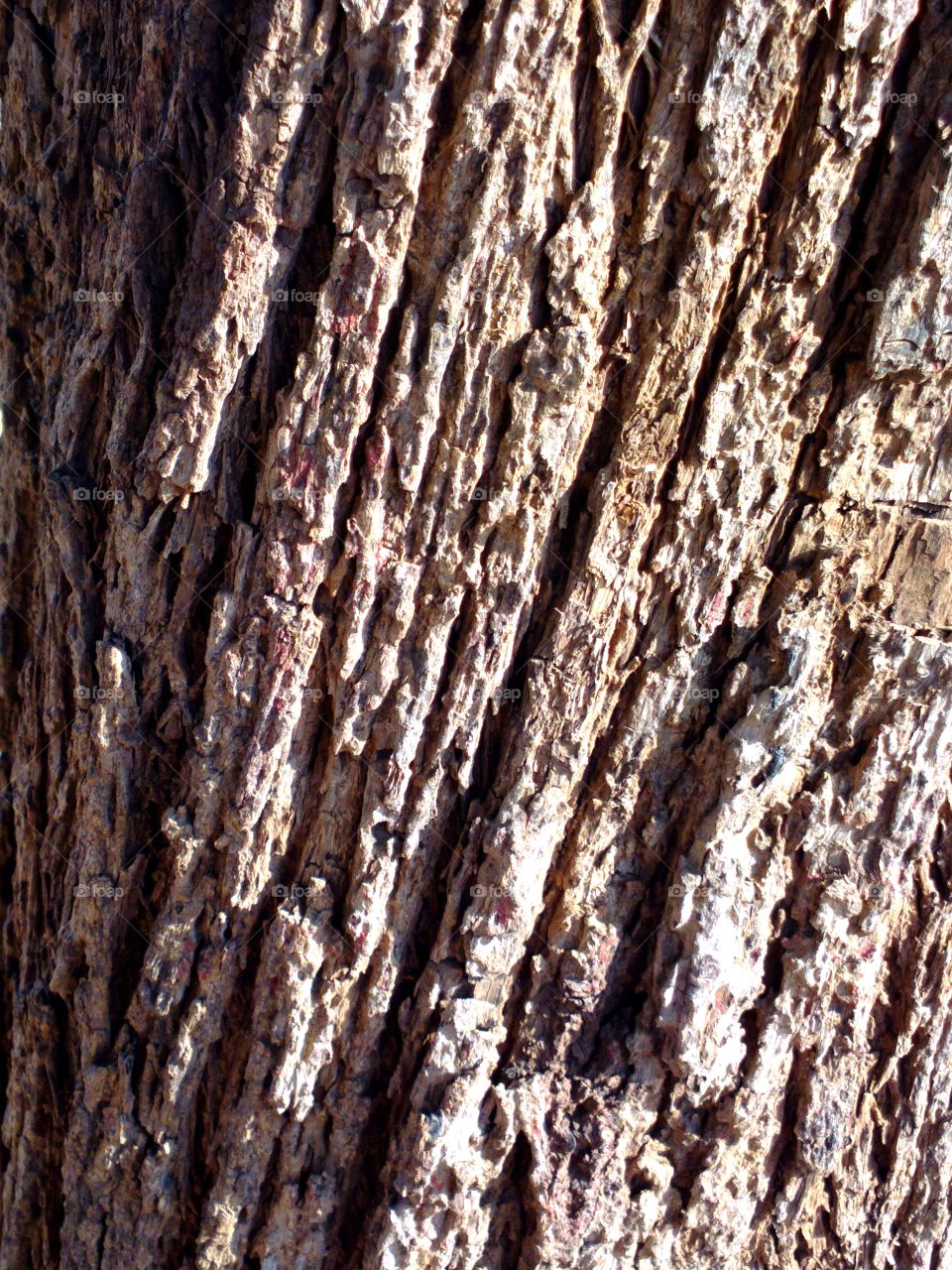 bark