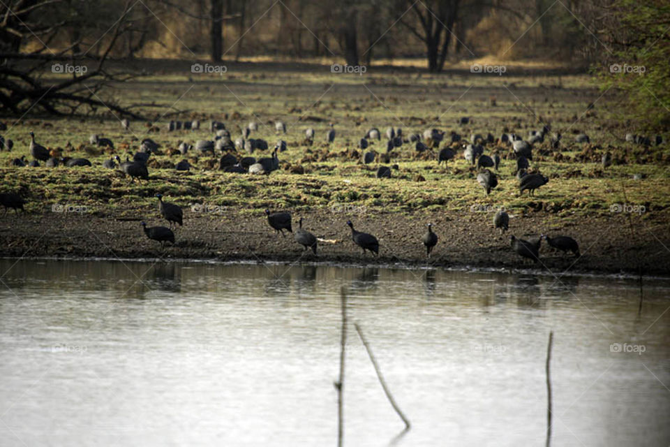 My first experience in filming wildlife in Dandar Nature Reserve in Sudan
