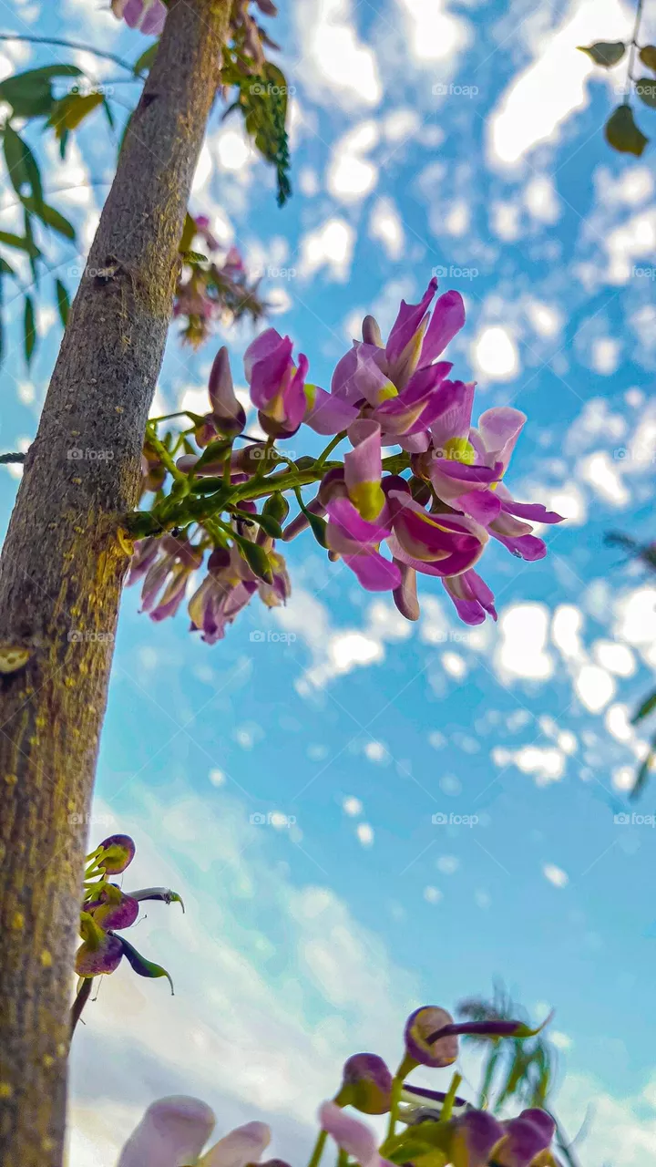 Floreciente