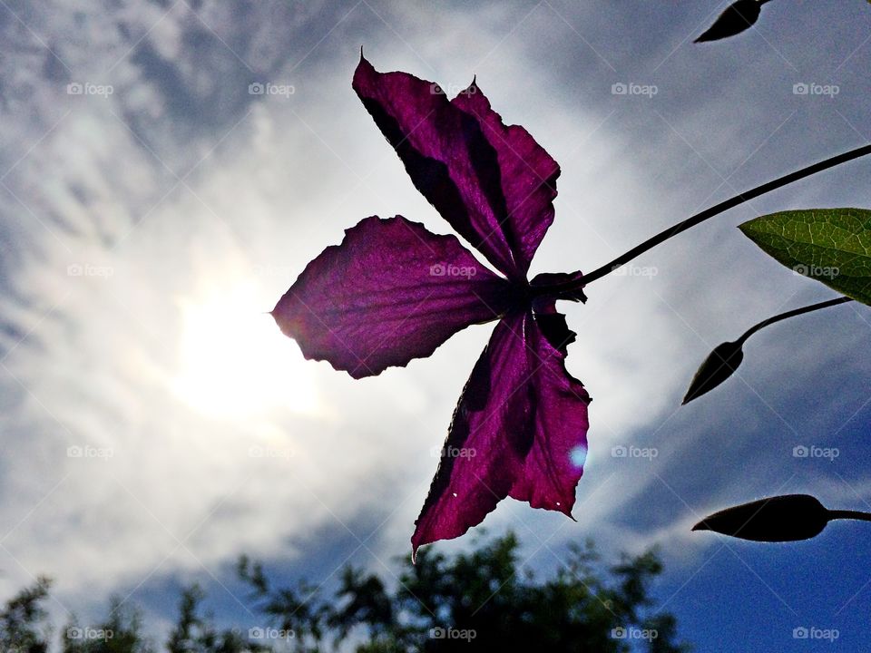 Clematis