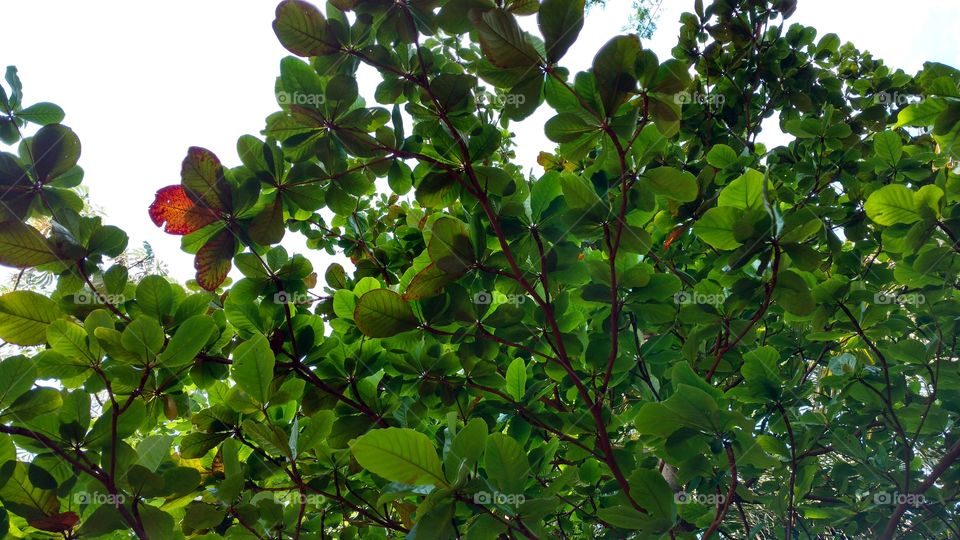 Mata com verdes deslumbrantes.