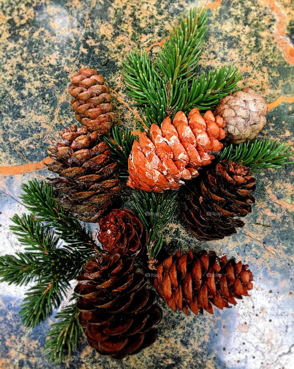 Pinecones from Great Smoky Mtns