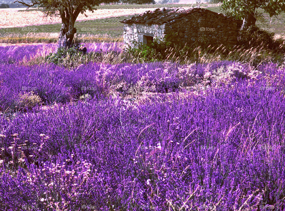 Lavender. Provence