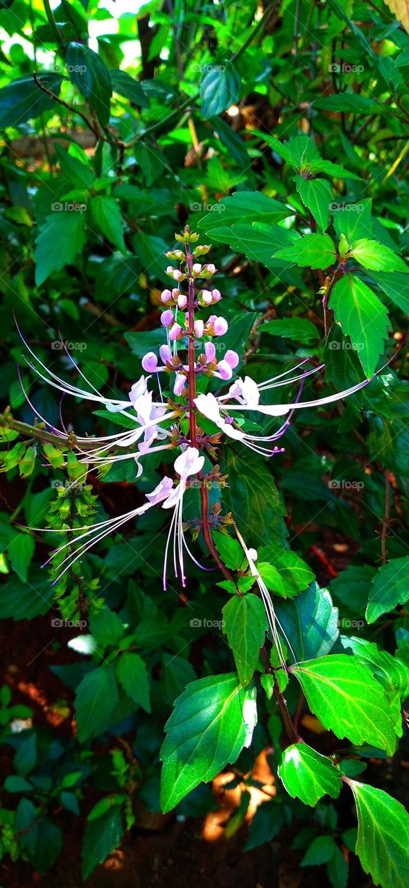 This plant is one of the plants that has many benefits and uses in tackling various diseases.